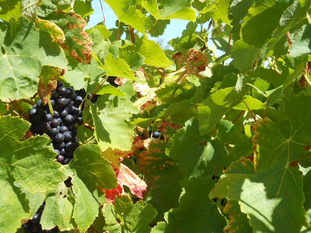 Vendanges Et Chataignes Au Pied Du Gite De Groupe