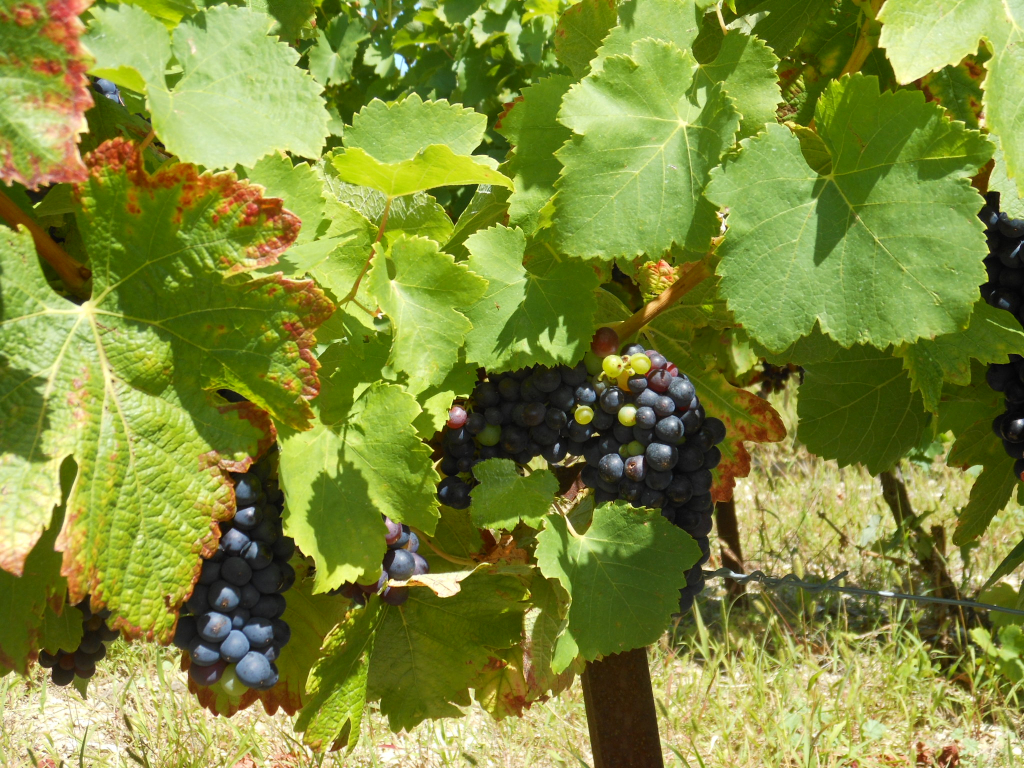 Vendanges Et Chataignes Au Pied Du Gite De Groupe