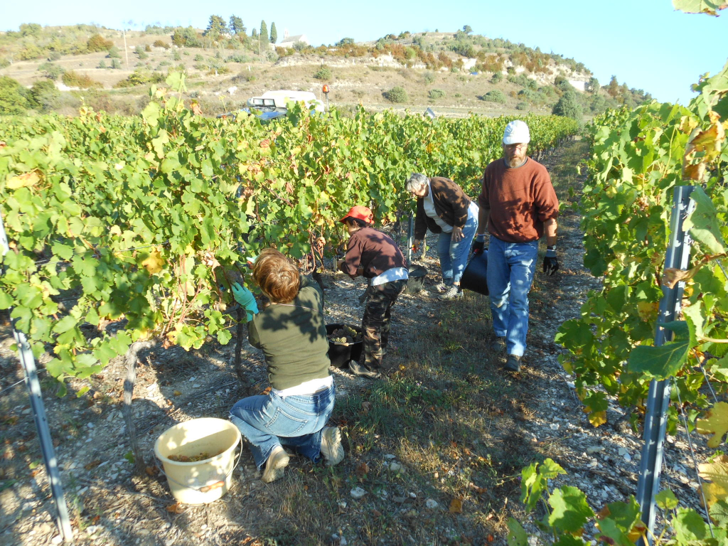 Vendanges Et Chataignes Au Pied Du Gite De Groupe