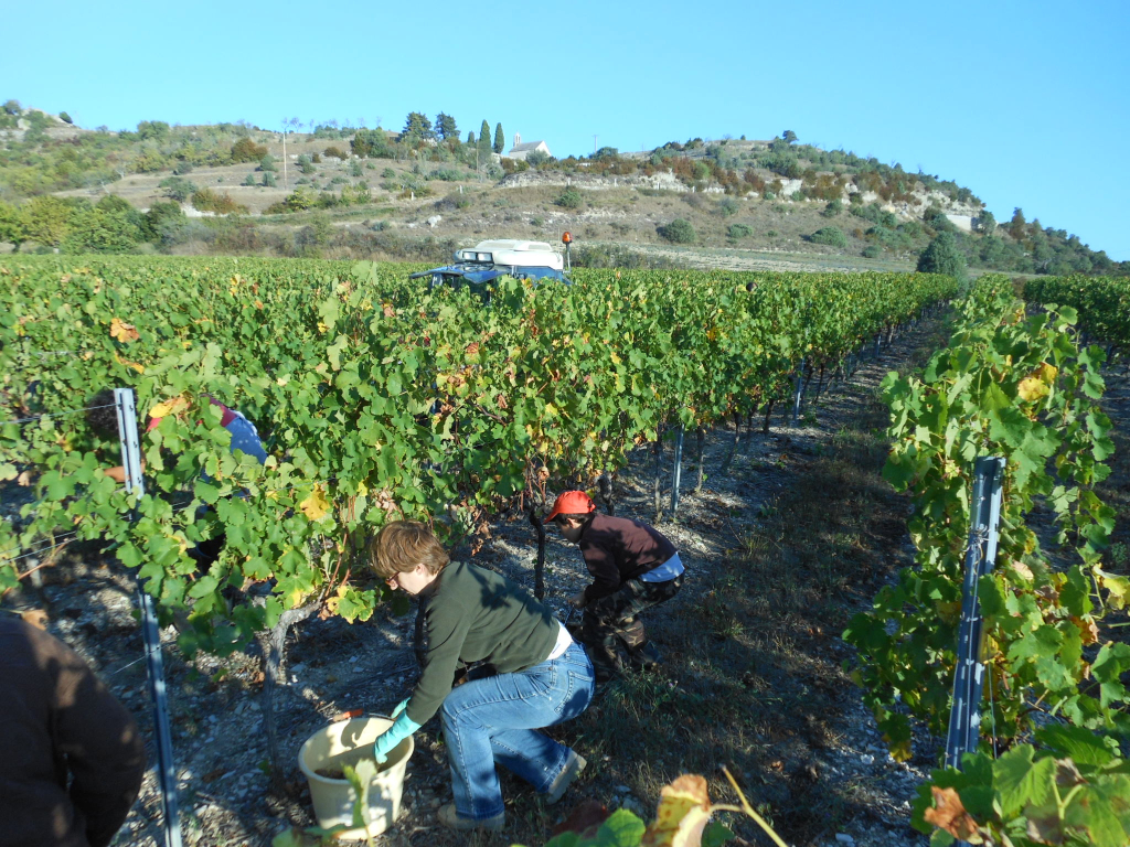 Vendanges Et Chataignes Au Pied Du Gite De Groupe